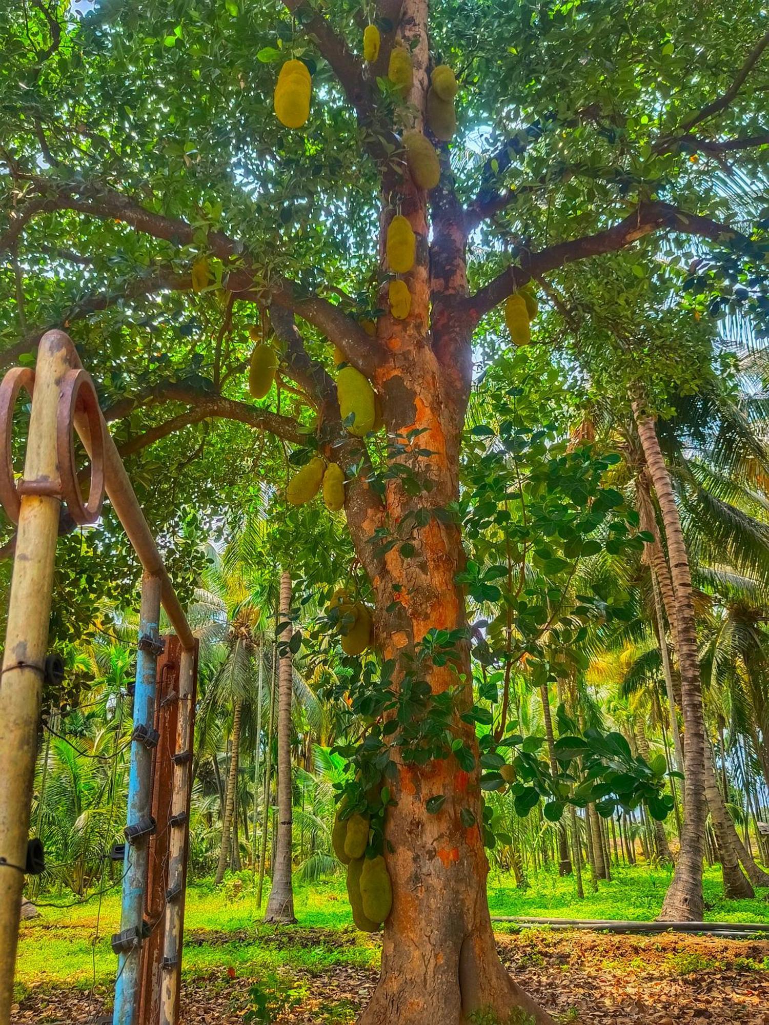 Shivalaya Farmstay Located Amdist Coconut Farm With River Access Near Isha,Adiyogi,Siruvani Alāndurai 外观 照片